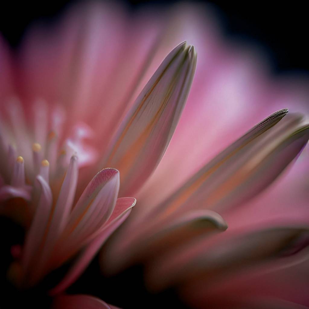 Flower #05# Digital Art #flower #Macro