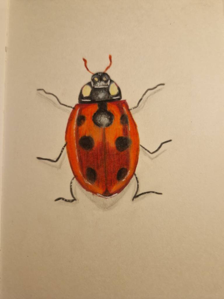 Marienkäfer #sketchbook #sketch