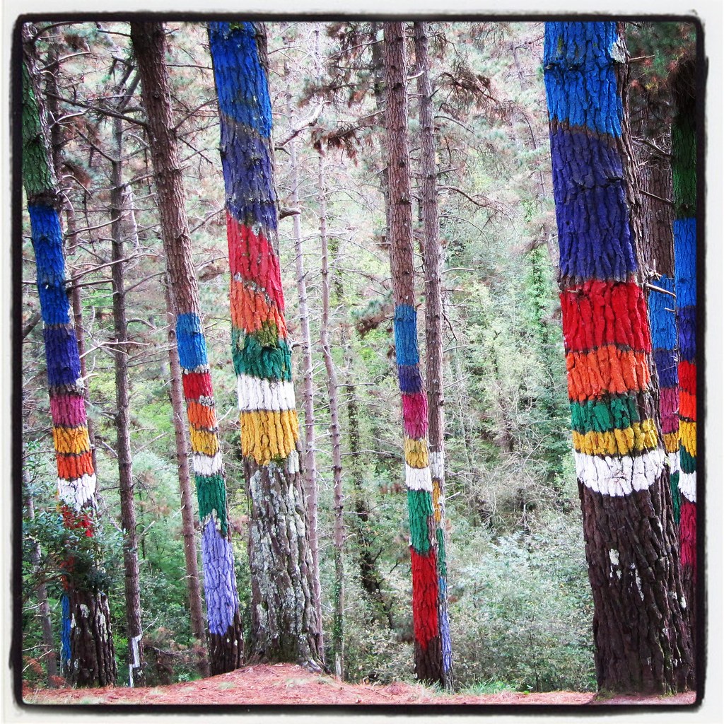 Bosque pintado
