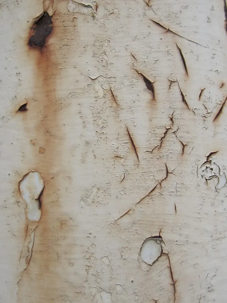 Brown and White Rusty Surface