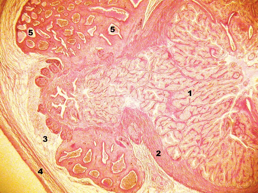 P8a_005_vessie gazeuse_gas bladder_Anguilla anguilla 34 P8a_005_vessie gazeuse_gas bladder_Anguilla anguilla