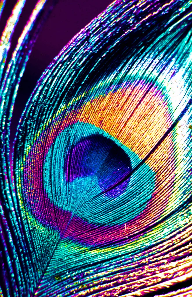 Peacock feather