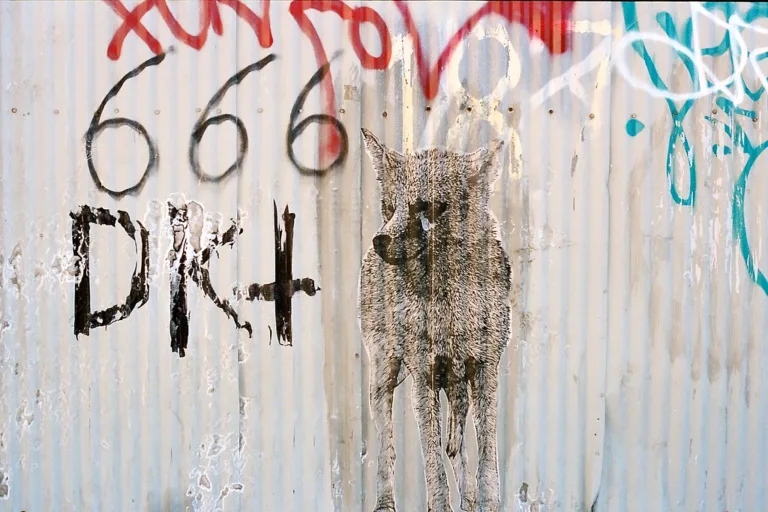 Yote Wolf in Williamsburg