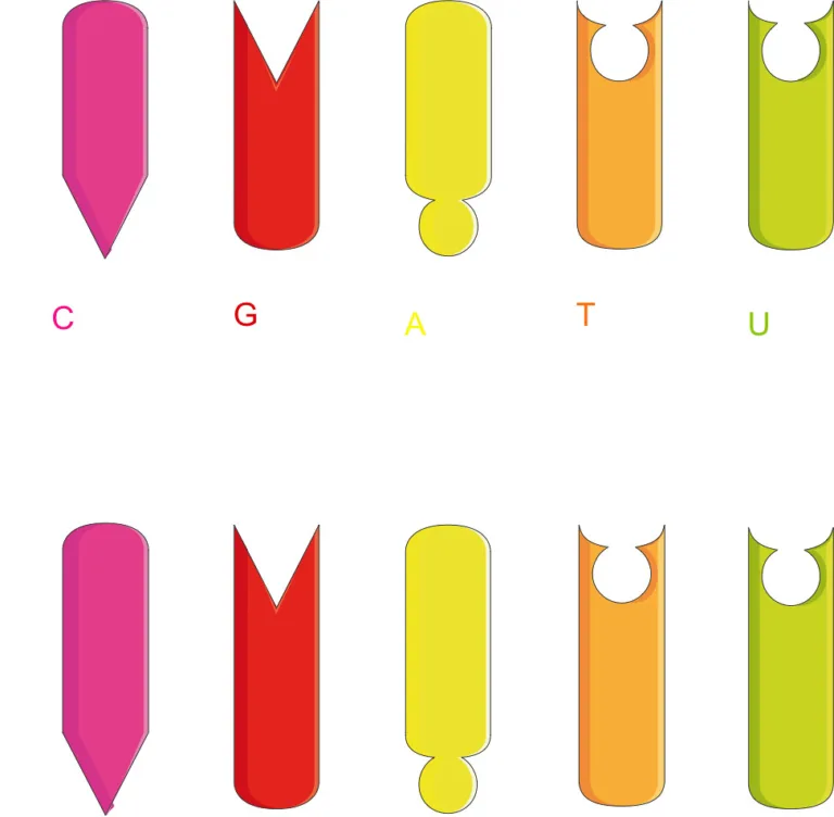 ADN et ARN 21 1 ADN et ARN 21