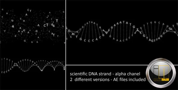 DNA Strand 44 DNA Strand