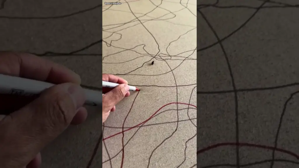 This Bug Made Art 😱( _@patriciotejedo )